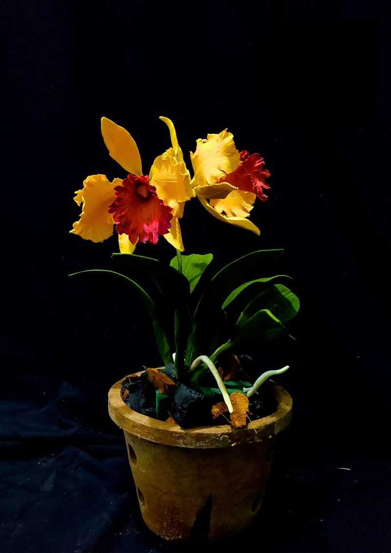 MALMEE CAKE SHOW - malmee3