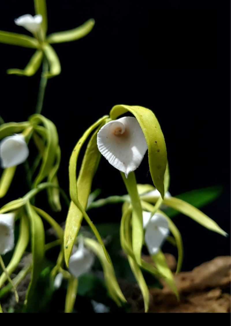 MALMEE CAKE SHOW - malmee5