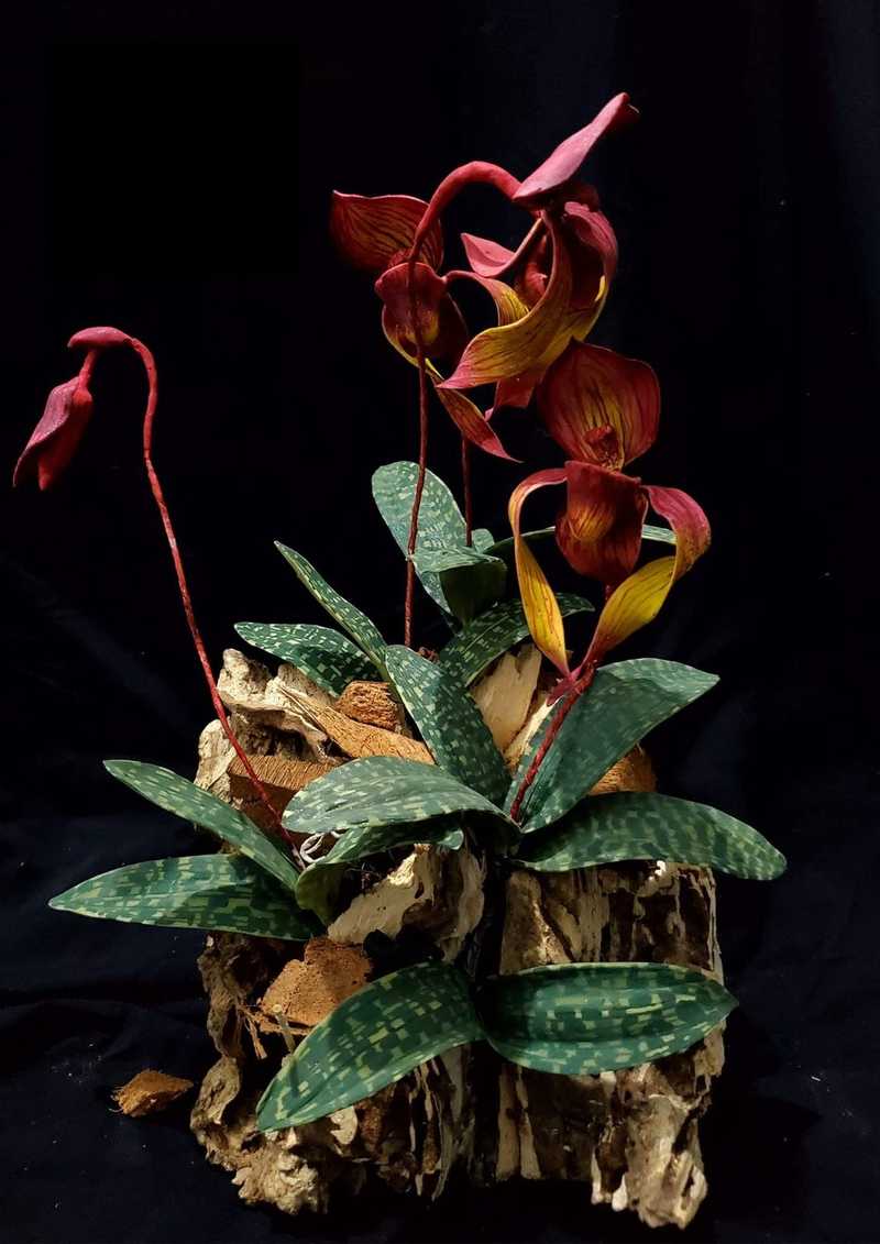 MALMEE CAKE SHOW - malmee6