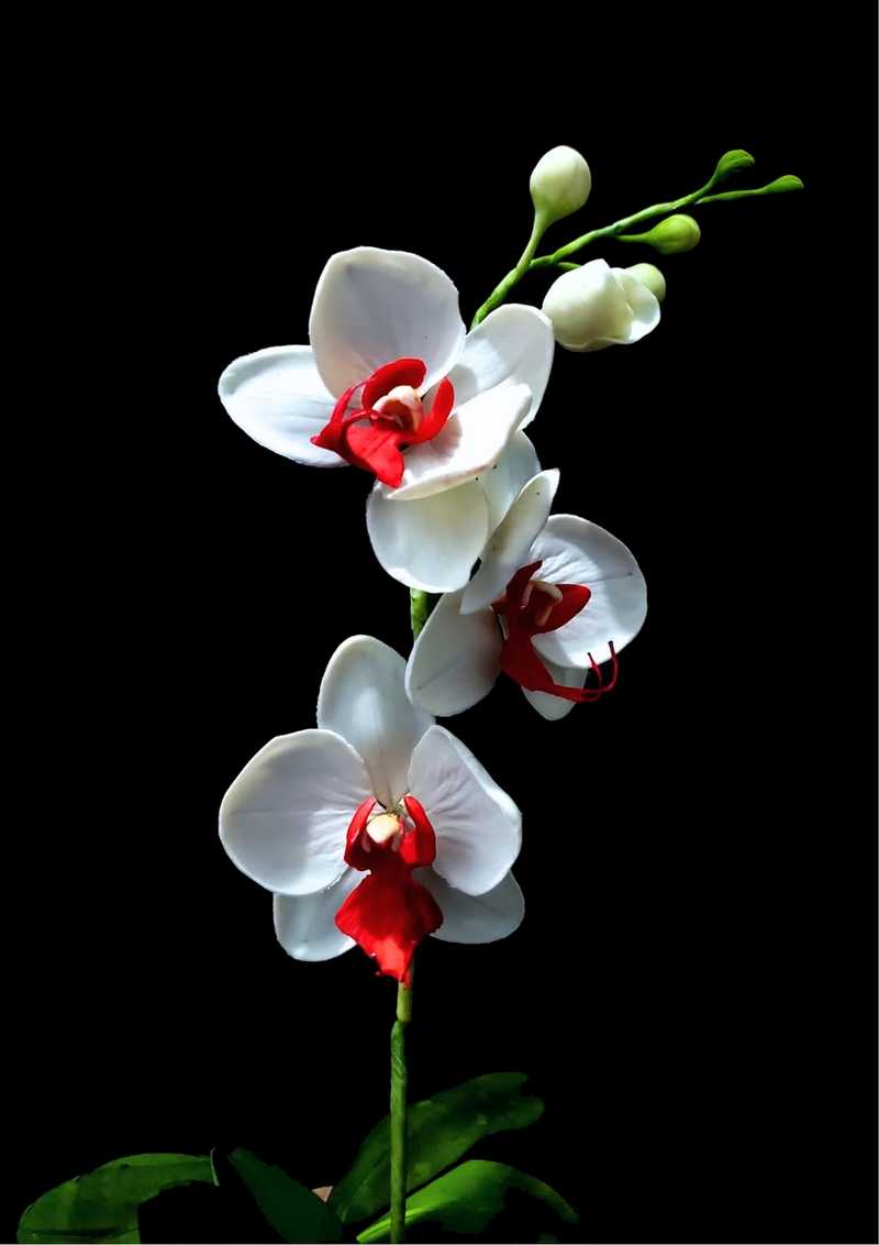 MALMEE CAKE SHOW - malmee2